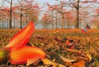 ঋতুরাজ বসন্তের আগমনী রঙে সেজেছে শিমুল বাগান ঋতুরাজ বসন্তের আগমনী রঙে সেজেছে শিমুল বাগান