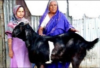 প্রধানমন্ত্রী শেখ হাসিনাকে উপহার দিতে চাই