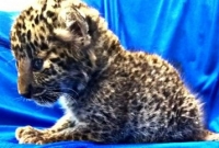 প্লেন যাত্রীর লাগেজে চিতাবাঘের বাচ্চা!