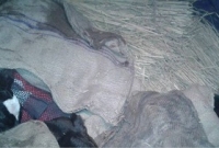 ঠাকুরগাঁওয়ে এক গাভীর ৩টি বাছুর প্রসব!