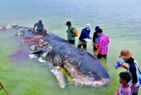 মরা তিমির পেটে স্যান্ডেল, পানির কাপসহ প্লাস্টিকের বিশাল স্তূপ!