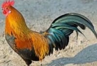 বালিকার সঙ্গে অসভ্য আচরণ করায় মোরগ গ্রেফতার!