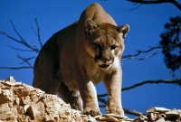 জীবন বাঁচাতে শ্বাসরোধ করে সিংহকে মেরে ফেললো যুবক!