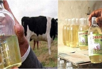 ভারতের পশ্চিমবঙ্গে গরুর দুধের চেয়ে মূত্রের দাম বেশি!