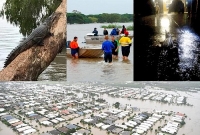 রাস্তায় কিলবিল করছে সাপ, গাছে উঠছে কুমির! বাসিন্দারা রীতিমতো আতঙ্কিত