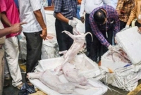 হোটেলে নেওয়ার সময় ১১০০ কেজি কুকুরের মাংস উদ্ধার