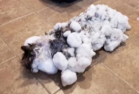 জ্যান্ত বিড়াল হয়ে গেল বরফ! অতঃপর...