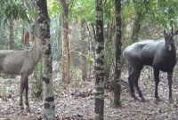 দেশে আবার ফিরবে নীলগাই