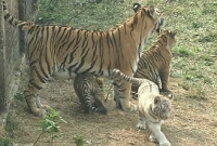   নতুন অতিথি এলো বঙ্গবন্ধু সাফারি পার্কে