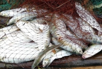 পদ্মার মা ইলিশ সরিয়ে নিতে ভারতের নতুন কৌশল!