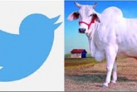 টুইটারে ‘গরু’ শব্দটি লিখতে পারছেন না ভারতীয়রা!