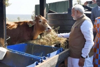 গরুর দুধের ঋণ কোনোদিন আমরা শোধ করতে পারবো না: মোদি