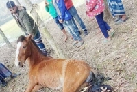  দিনমজুরের ঘোড়াটির গলায় ফাঁস লাগিয়ে মেরে ফেলেছে দুর্বৃত্তরা!