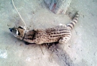 প্রাণীটির শরীর থেকে এক প্রকার সুগন্ধ ছড়ায়