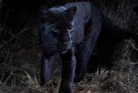 এক শ’ বছর পর দেখা মিলল ভয়ঙ্কর ব্ল্যাকপ্যান্থারের!