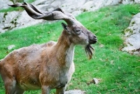 একটি ছাগল মারতে গচ্চা কোটি টাকা!