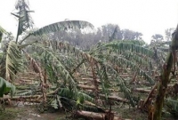  হঠাৎ কুষ্টিয়ায় ঝড়ের আঘাত, জানুন সর্বশেষ পরিস্থিতি