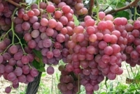 এক গরীব লোক এক থোকা আঙ্গুর নিয়ে হযরত মুহাম্মদ (সাঃ) এর কাছে…