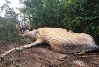 জঙ্গলে পানি থেকে উঠে এল ৩৬ ফুটের অতিকায় দানব!