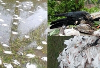 ঝড় ও শিলাবৃষ্টিতে ৬ হাজার পাখির মৃত্যু ঝড় ও শিলাবৃষ্টিতে ৬ হাজার পাখির মৃত্যু