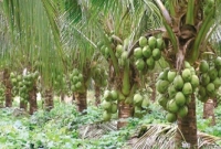 মাত্র ৩ বছরেই মাটি ছুঁই ছুঁই নারকেল, ফল দেবে টানা ৮০ বছর!