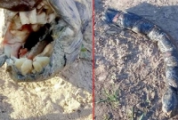  আশ্চর্য প্রাণীর দেখা মিলল ধানক্ষেতে!