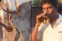 পশ্চিমবঙ্গে বাড়ছে গোমূত্রের চাহিদা, দুধের দ্বিগুণ দামে বিক্রি