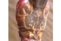 এক আজব প্রাণীর সন্ধান!