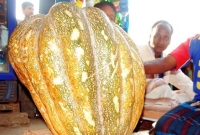 বগুড়ায় ৬০ কেজি ওজনের মিষ্টি কুমড়া!