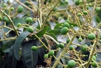 আমের গুটি ঝরার কারণ ও প্রতিকার