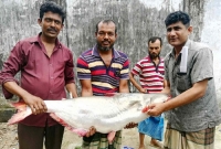 বিশালাকারের নদীর এক পাঙ্গাসের দাম ১৯ হাজার টাকা!