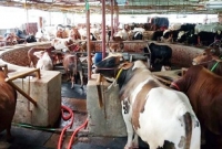 ১০টিতে শুরু, চার বছরেই ১৭শ গরু!