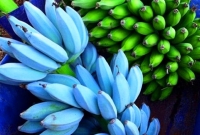 যে কলার স্বাদ ভ্যানিলা আইসক্রিমের মতো