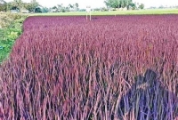 বেগুনি রঙের ধান চাষ দেখতে শেরপুরে মানুষের ভিড়