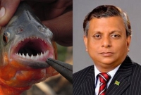 ‘মানুষখেকো’ মাছ জব্দ করে পুড়িয়ে দিলেন মেয়র আরিফ