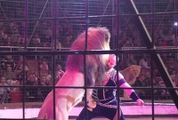 দর্শকের সামনে সার্কাসের প্রশিক্ষককে আক্রমণ সিংহ'র! 