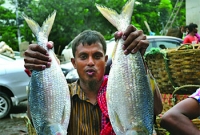 পহেলা বৈশাখকে পুঁজি করে জোড়া ইলিশ ৭০০০ টাকা