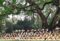 রমনার বটমূলে সূর্যকে আহ্বানের মধ্য দিয়ে বৈশাখ শুরু