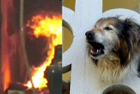 আগুন দেখে চিৎকার, বাড়ির ৩০ জনকে বাঁচিয়ে প্রাণ দিল পোষা কুকুর!