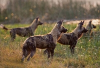 হিংস্র জানোয়ারের মুখ থেকে শিশুকে উদ্ধার করে আনলেন বাবা