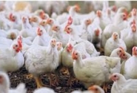 ব্রয়লার মুরগির মাংস খেয়ে একই পরিবারের ৭ জন হাসপাতালে ভর্তি