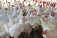 ব্রয়লার মুরগির মাংস খেয়ে একই পরিবারের ৭ জন হাসপাতালে