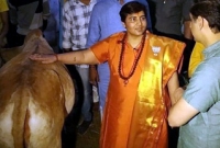 গো-মূত্রে আমার ব্রেস্ট ক্যানসার নিরাময় হয়েছে : সাধ্বী প্রজ্ঞা