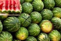 কীভাবে চিনবেন লাল এবং মিষ্টি তরমুজ?