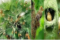 হারিয়ে যাচ্ছে বাবুই পাখির বাসা!