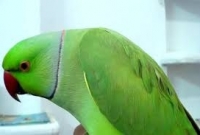  গ্রেপ্তার করতে গেলে টিয়া পাখি চিৎকার শুরু করে বলে, 'মামা পুলিশ'