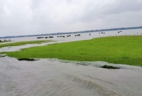 ঘূর্ণিঝড় ফণীর প্রভাবে চরে আটকা পড়েছে শতাধিক মহিষ