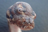 প্রলয়ঙ্কারী ঘূণিঝড় ফণীর মধ্যেই দেখা মিললো তিন চোখের সাপ!