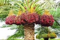 প্রিয়নবী হযরত মুহাম্মদ (সা:) .-এর পছন্দের ১২টি খাবার ও তার গুণাবলী