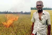 ধানের দাম ৫০০ টাকা, ৯০০ টাকা দিনমজুরি, ক্ষেতে আগুন দিল কৃষক